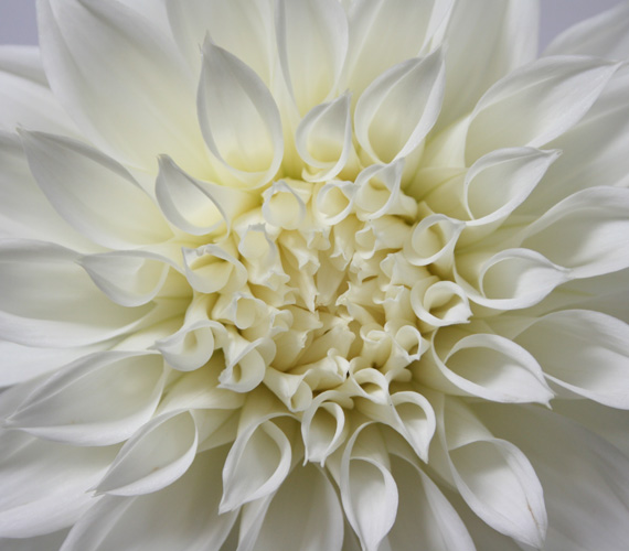 photos fleur blanche